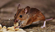 24 Hour & Emergency Exterminators in Parkdale, OR
